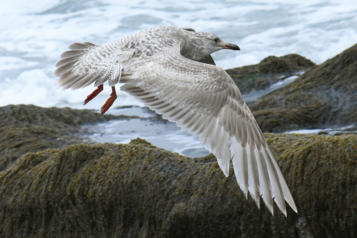 Iceland Gull (Thayer's) - ML618326530
