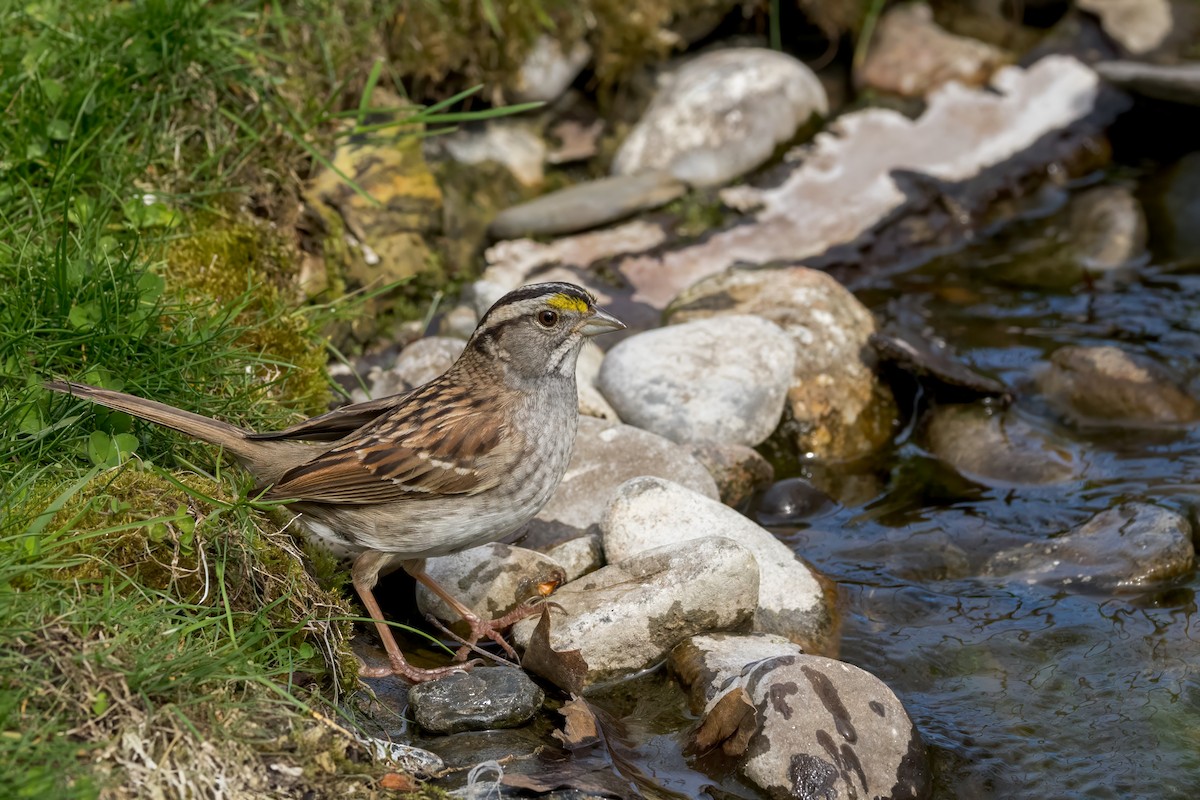 White-throated Sparrow - ML618326534