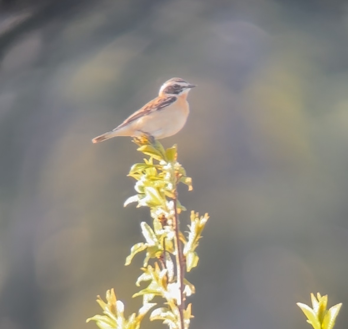 Whinchat - ML618326557