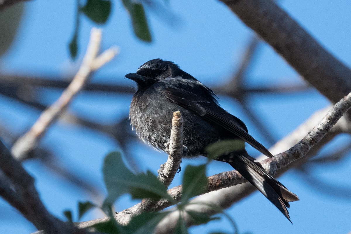 Fork-tailed Drongo - ML618326563