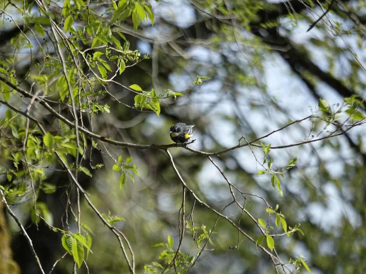 Yellow-rumped Warbler (Myrtle x Audubon's) - ML618326569