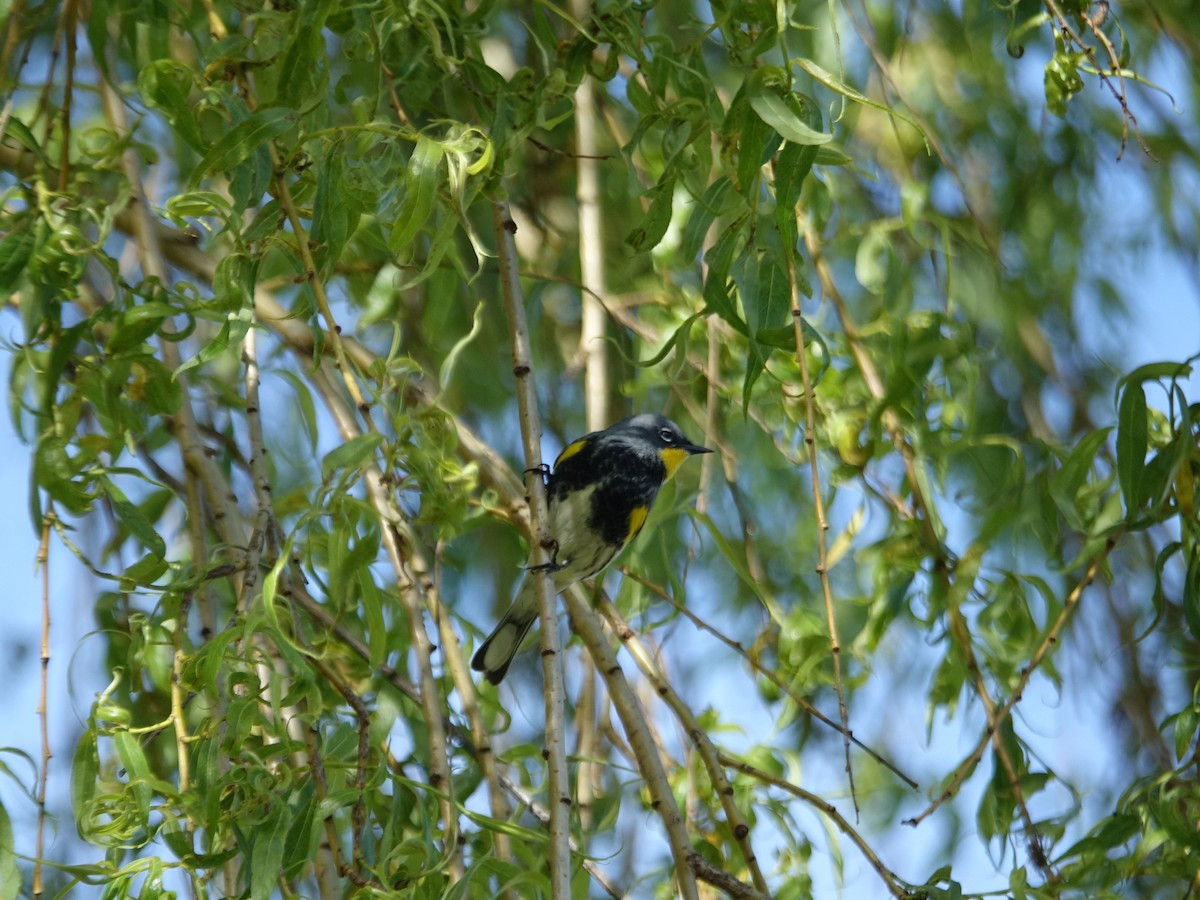 Yellow-rumped Warbler (Myrtle x Audubon's) - Ruth Liu