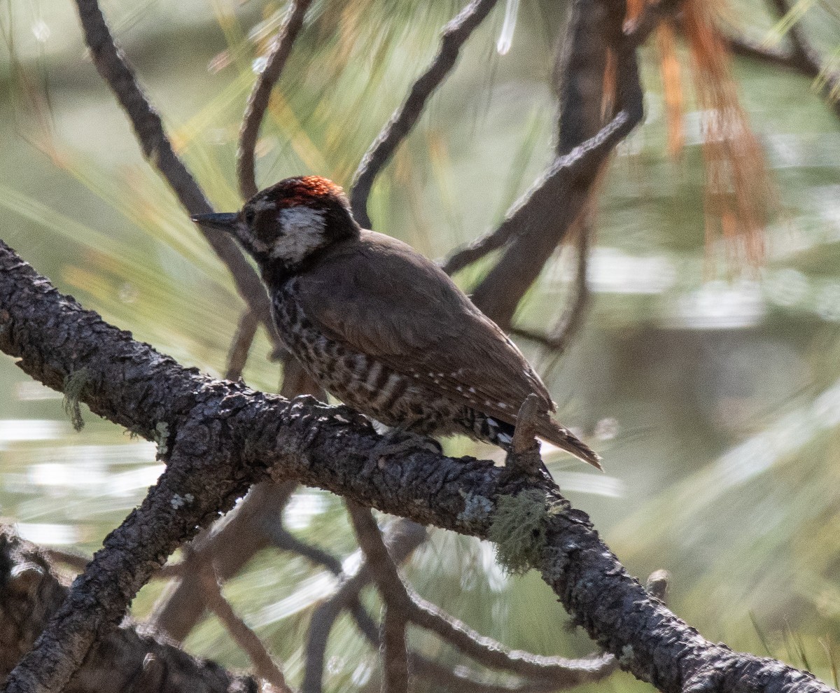 Arizona Woodpecker - ML618326606