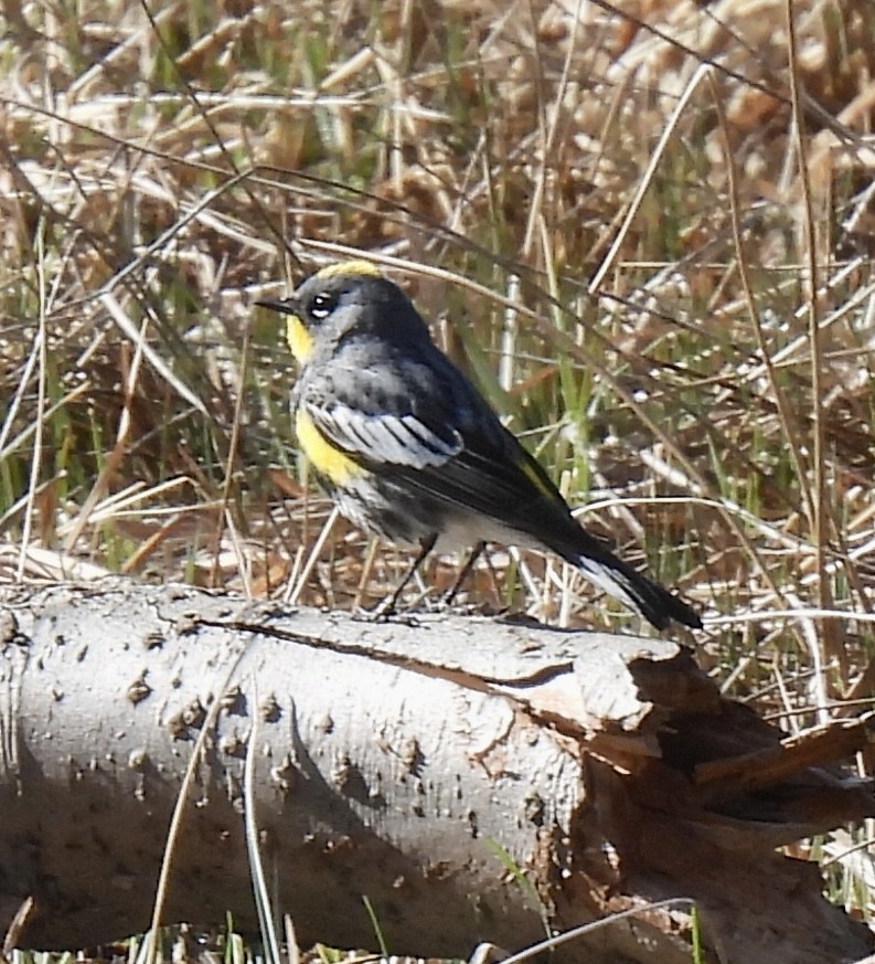 Yellow-rumped Warbler (Audubon's) - ML618326616