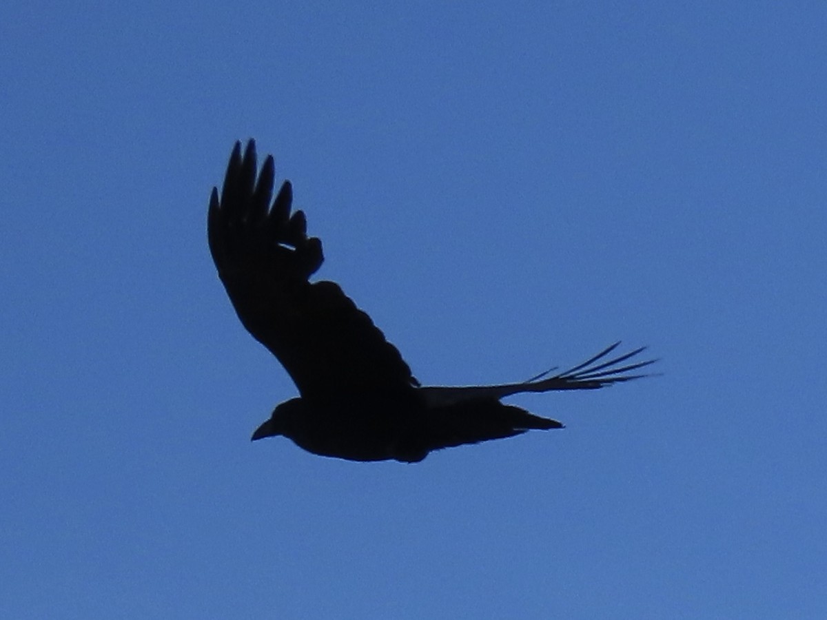 Common Raven - Port of Baltimore