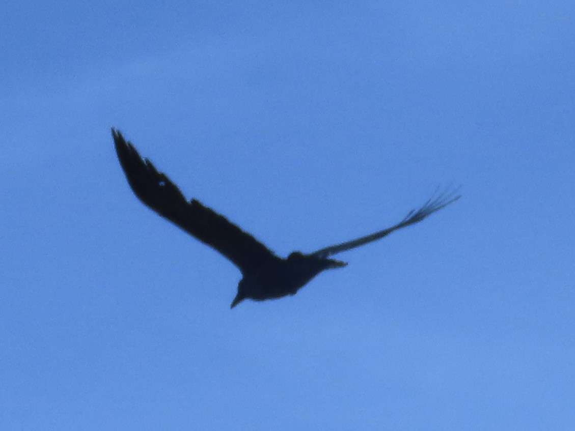 Common Raven - Port of Baltimore