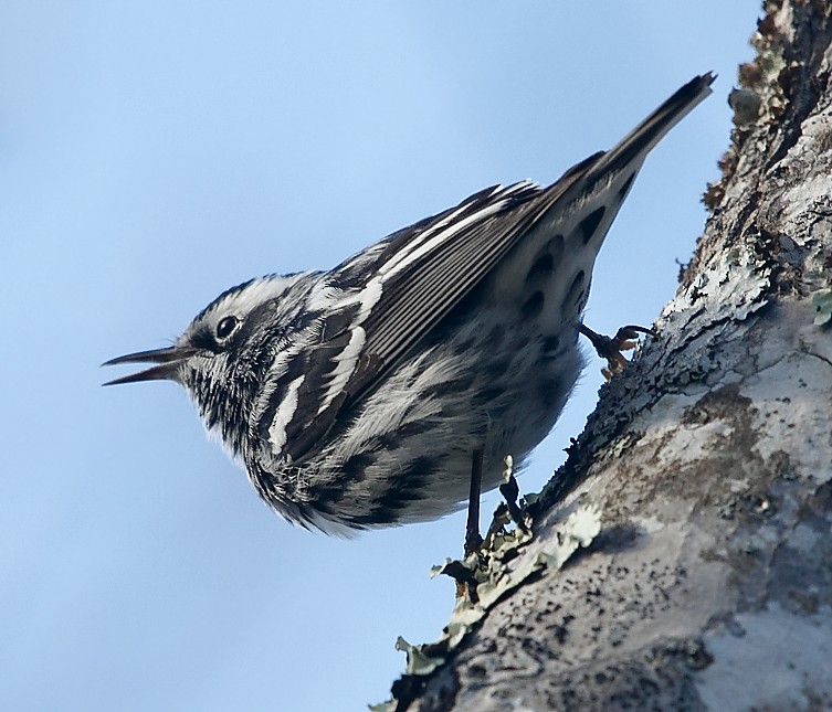Black-and-white Warbler - ML618326666
