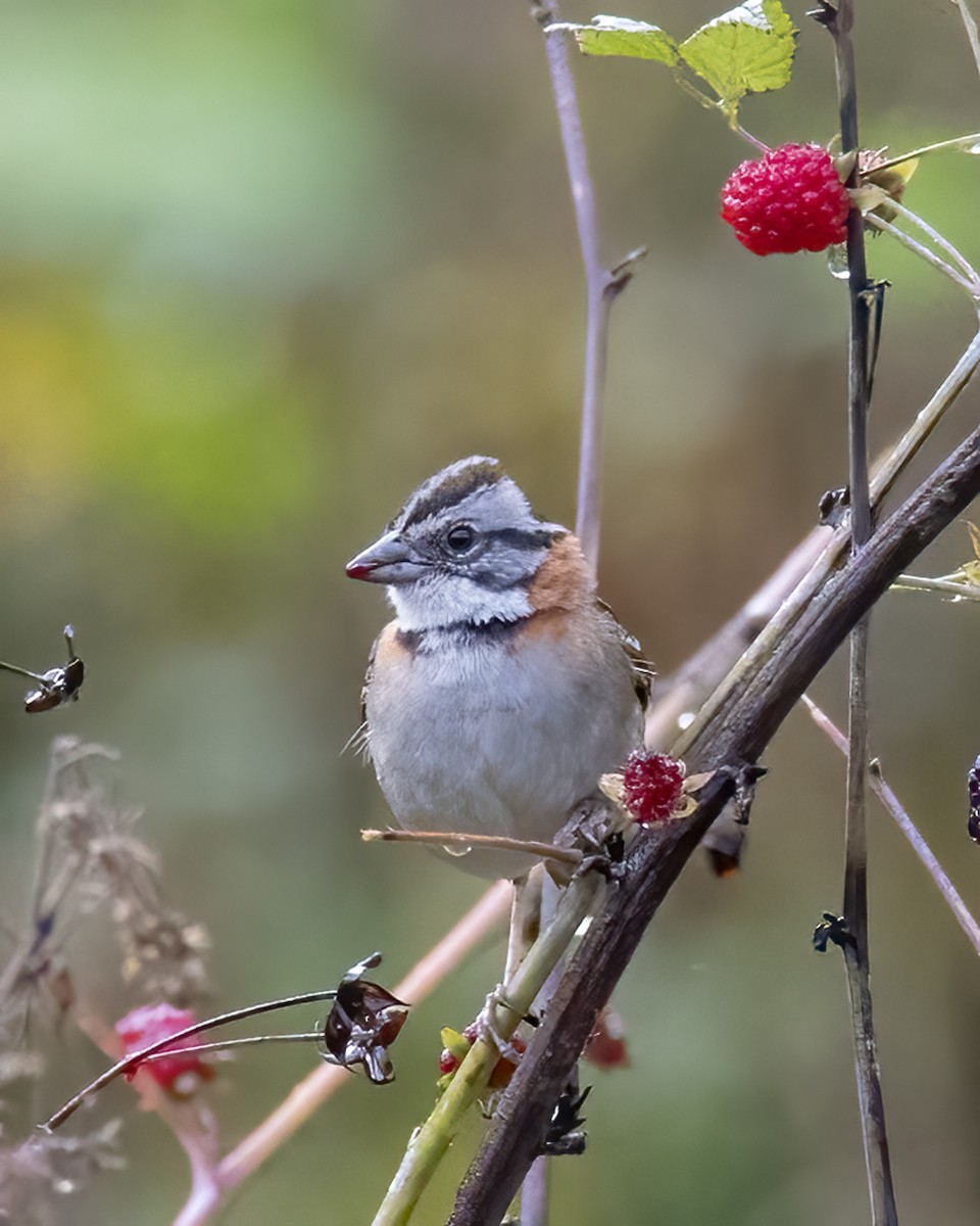 Rufous-collared Sparrow - Tracy Kaminer