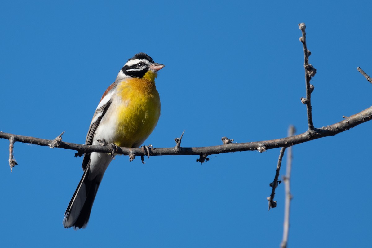 Golden-breasted Bunting - ML618326712