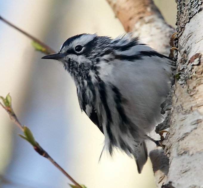 Black-and-white Warbler - ML618326716