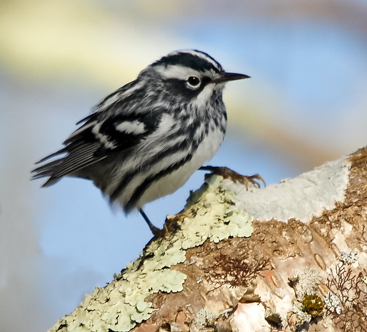 Black-and-white Warbler - ML618326728