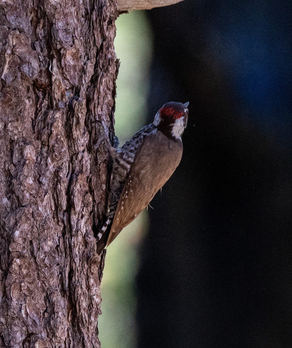 Arizona Woodpecker - ML618326739