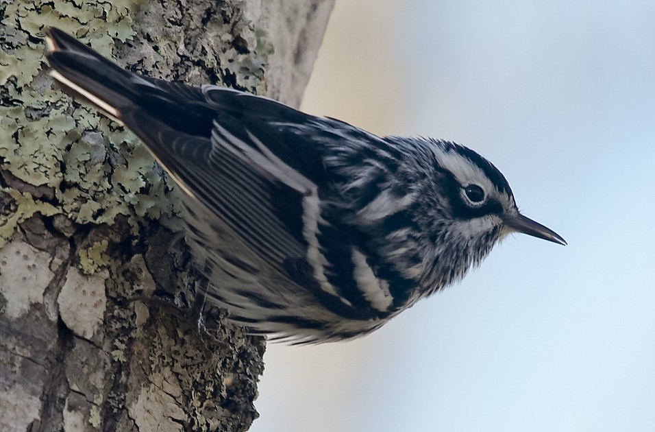 Black-and-white Warbler - ML618326764