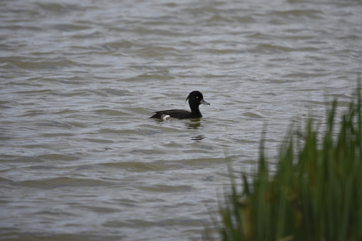 Tufted Duck - ML618326783
