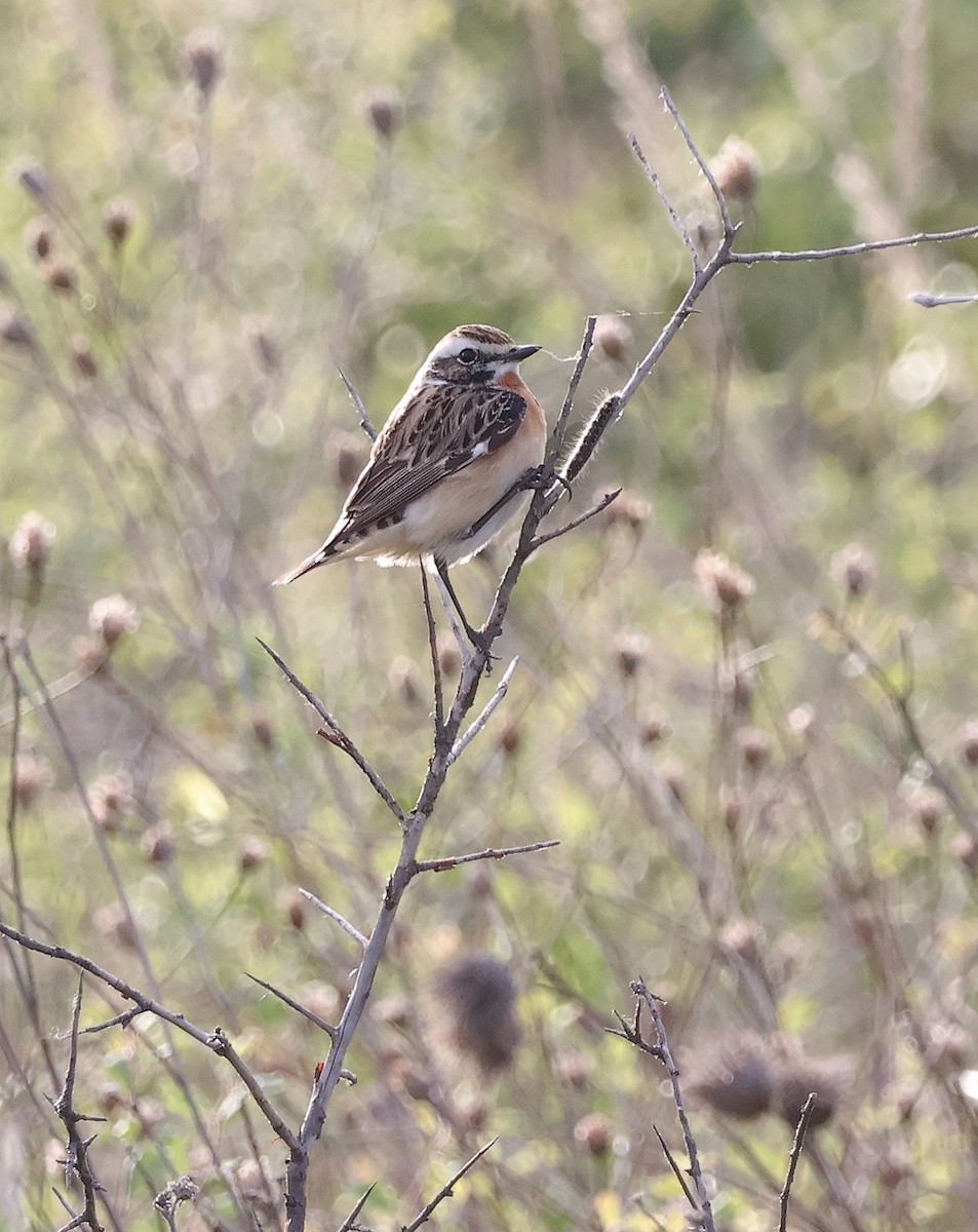 Whinchat - ML618326784
