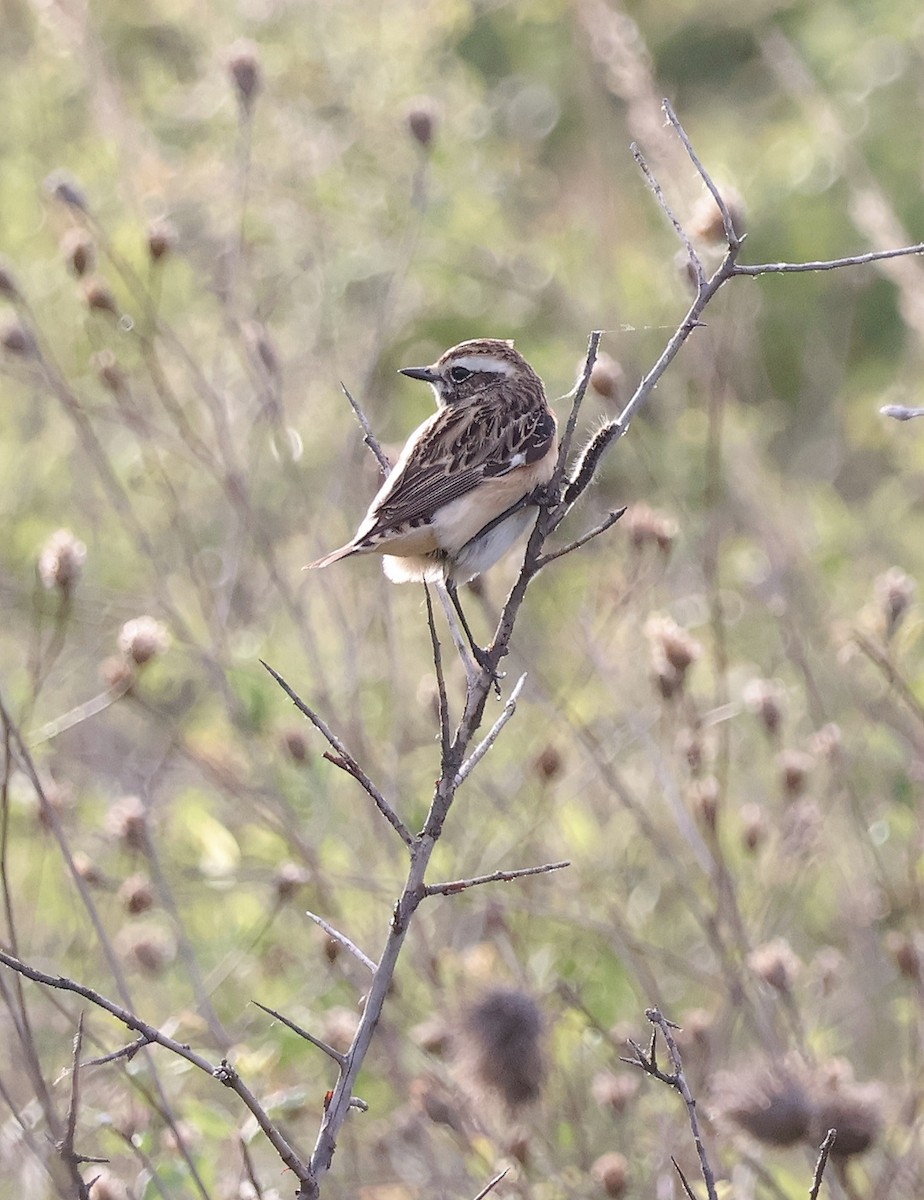 Whinchat - ML618326785