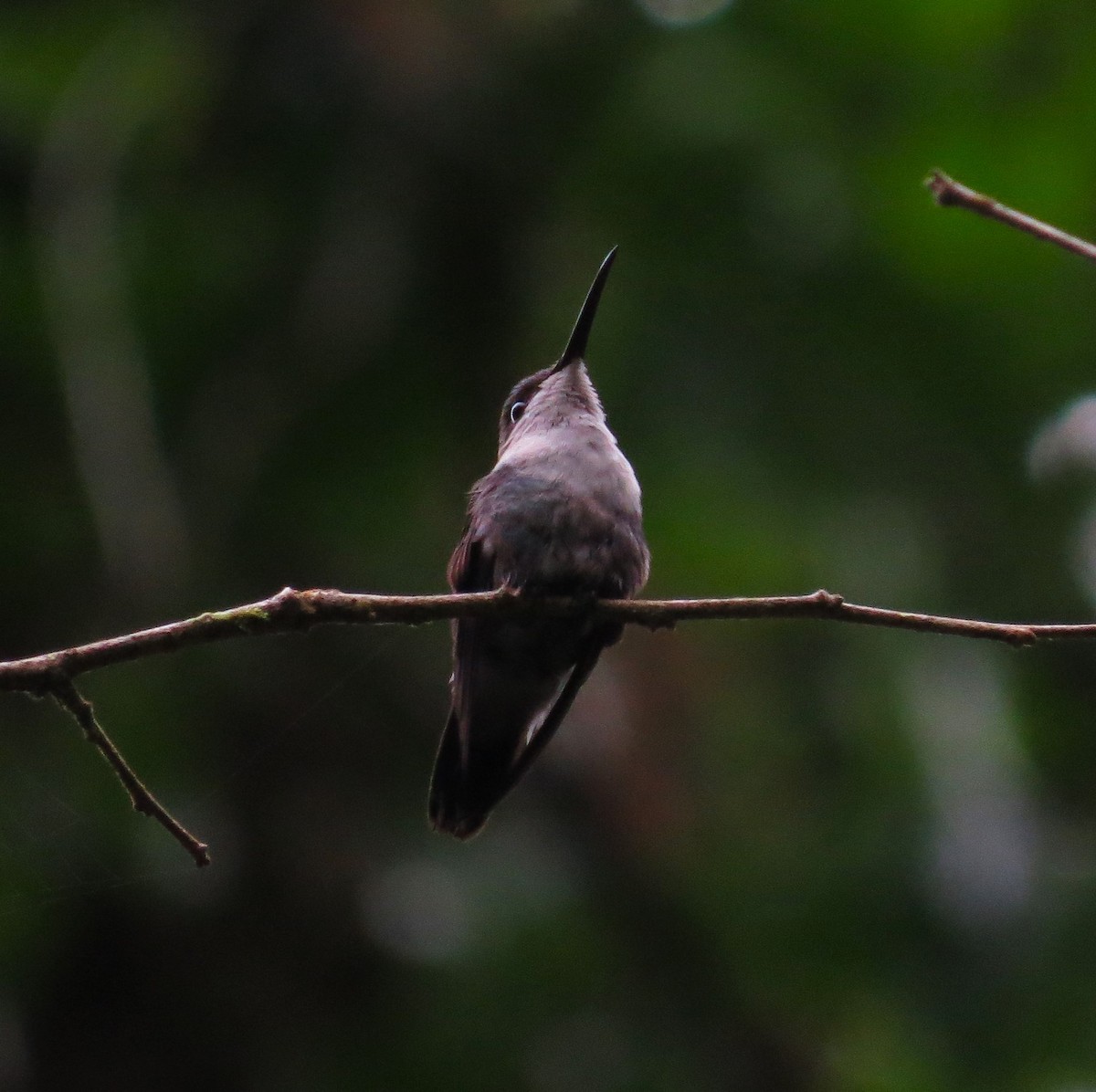 kolibřík vidloocasý - ML618326786