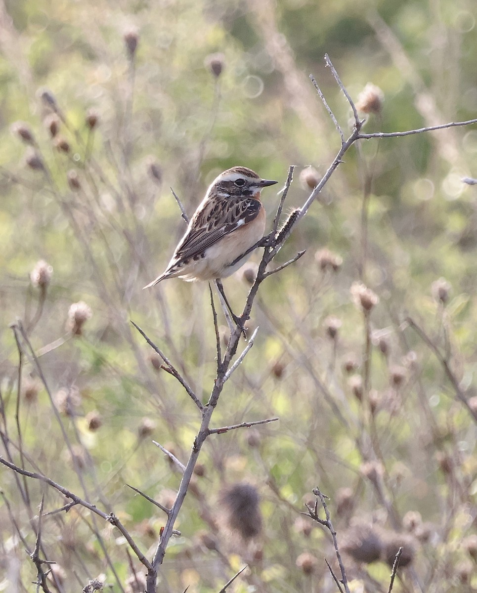 Whinchat - ML618326787