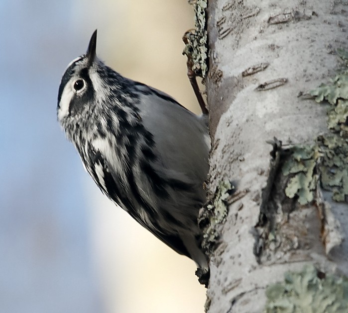 Black-and-white Warbler - ML618326789