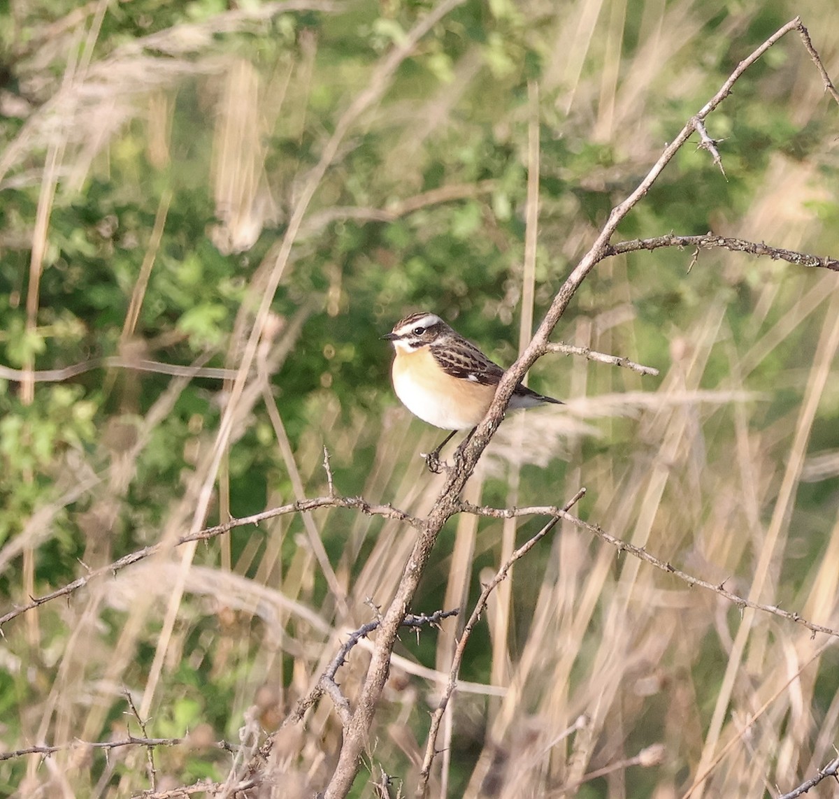 Whinchat - ML618326791