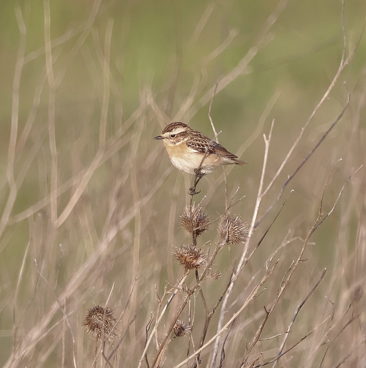 Whinchat - ML618326795