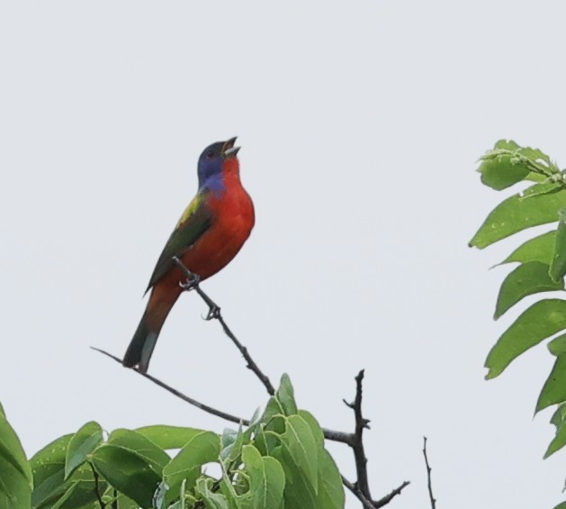 Painted Bunting - ML618326806