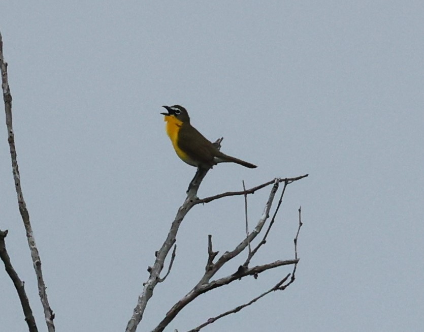 Yellow-breasted Chat - ML618326820