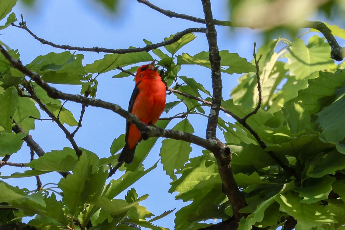 Scarlet Tanager - ML618326821