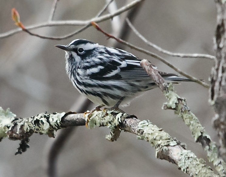Black-and-white Warbler - ML618326827
