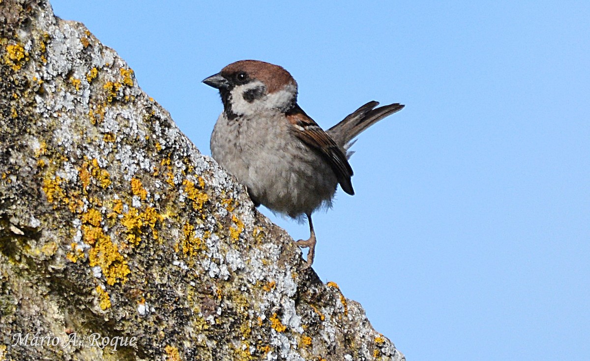 Eurasian Tree Sparrow - ML618326866