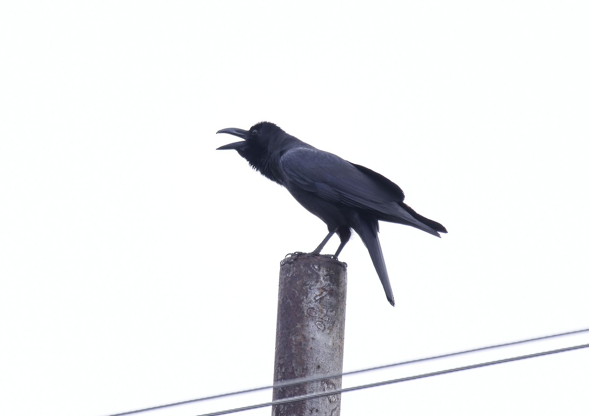 Large-billed Crow - Antonio Ceballos Barbancho