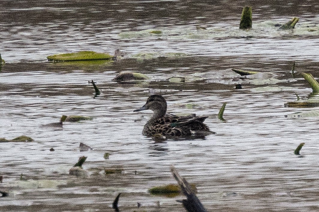 Green-winged Teal - ML618326874