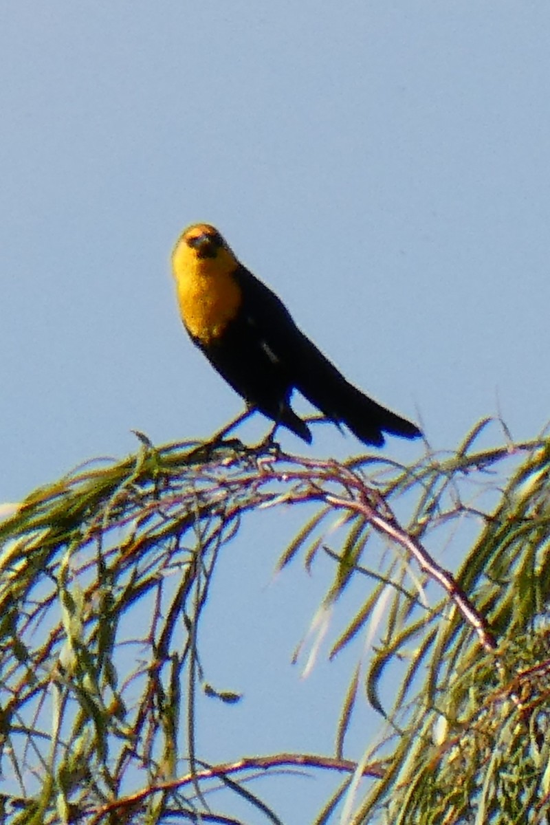 Yellow-headed Blackbird - K K