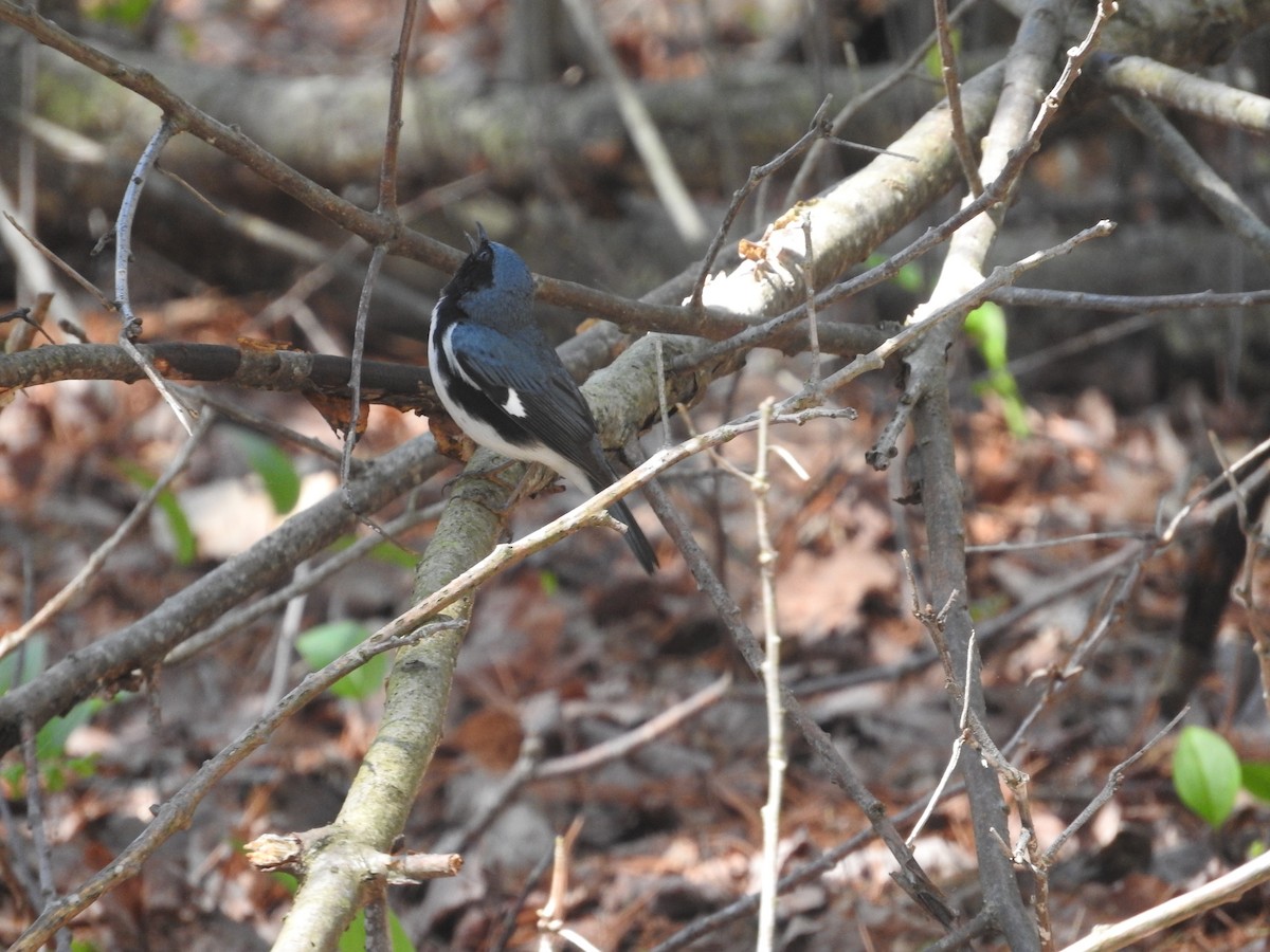 Black-throated Blue Warbler - ML618326933