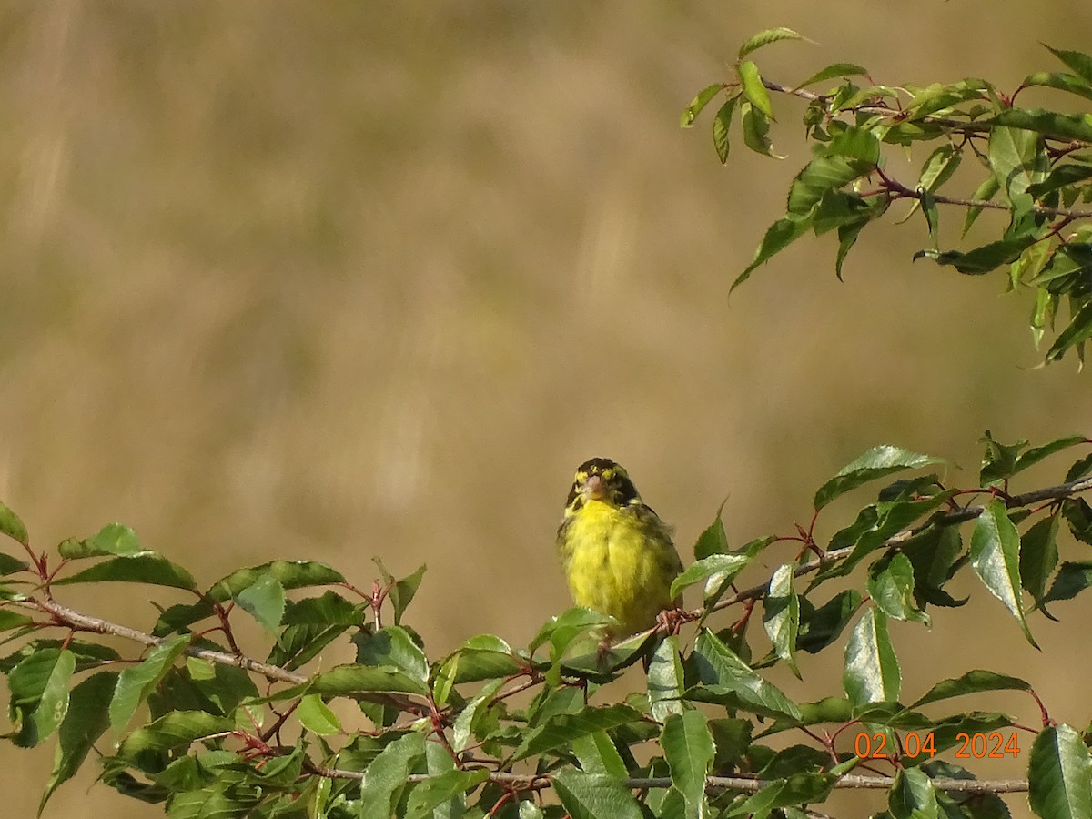Yellow-breasted Greenfinch - ML618326945
