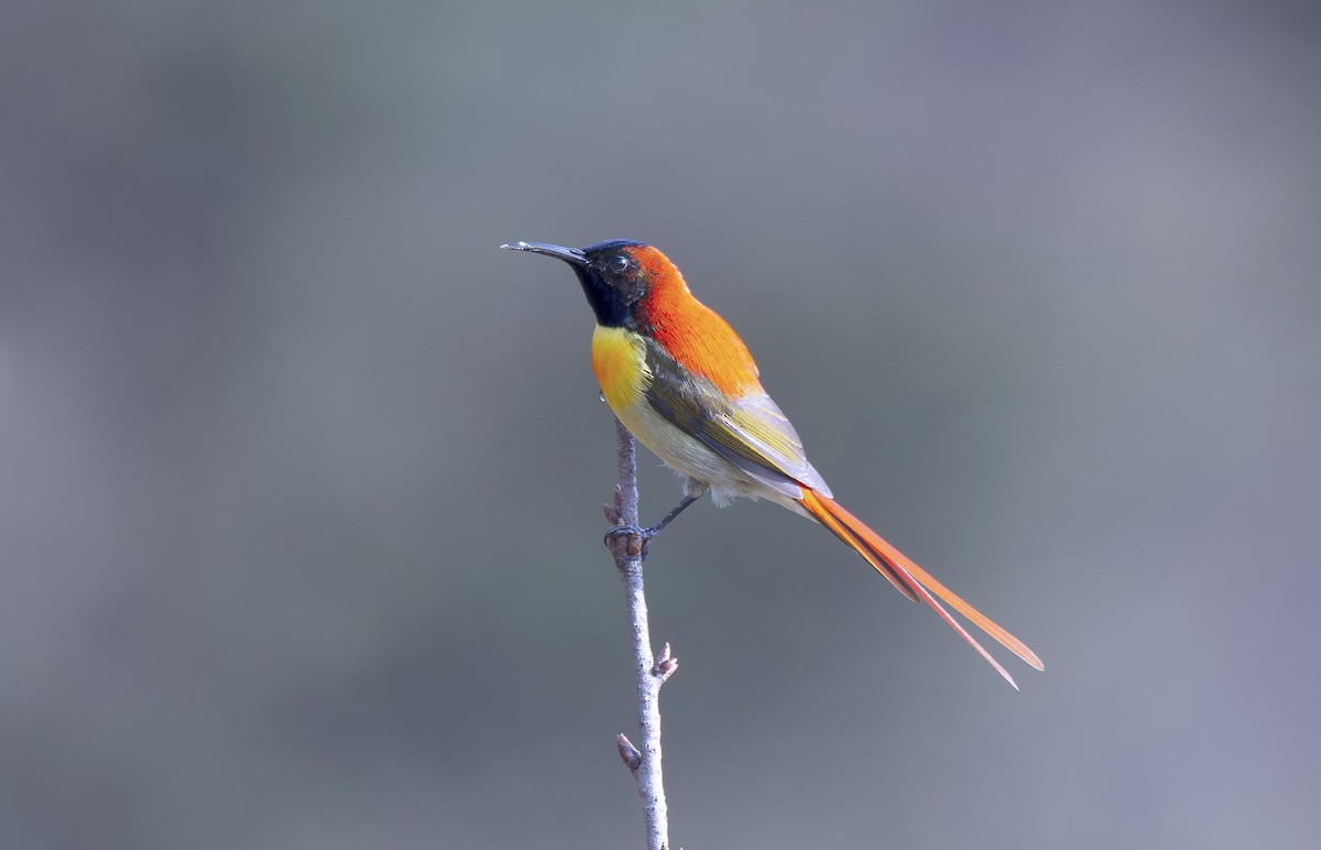 Fire-tailed Sunbird - Antonio Ceballos Barbancho
