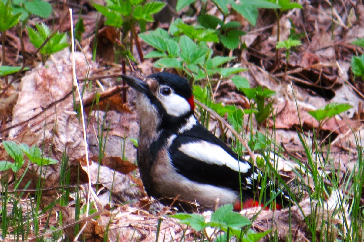 Great Spotted Woodpecker - ML618326985