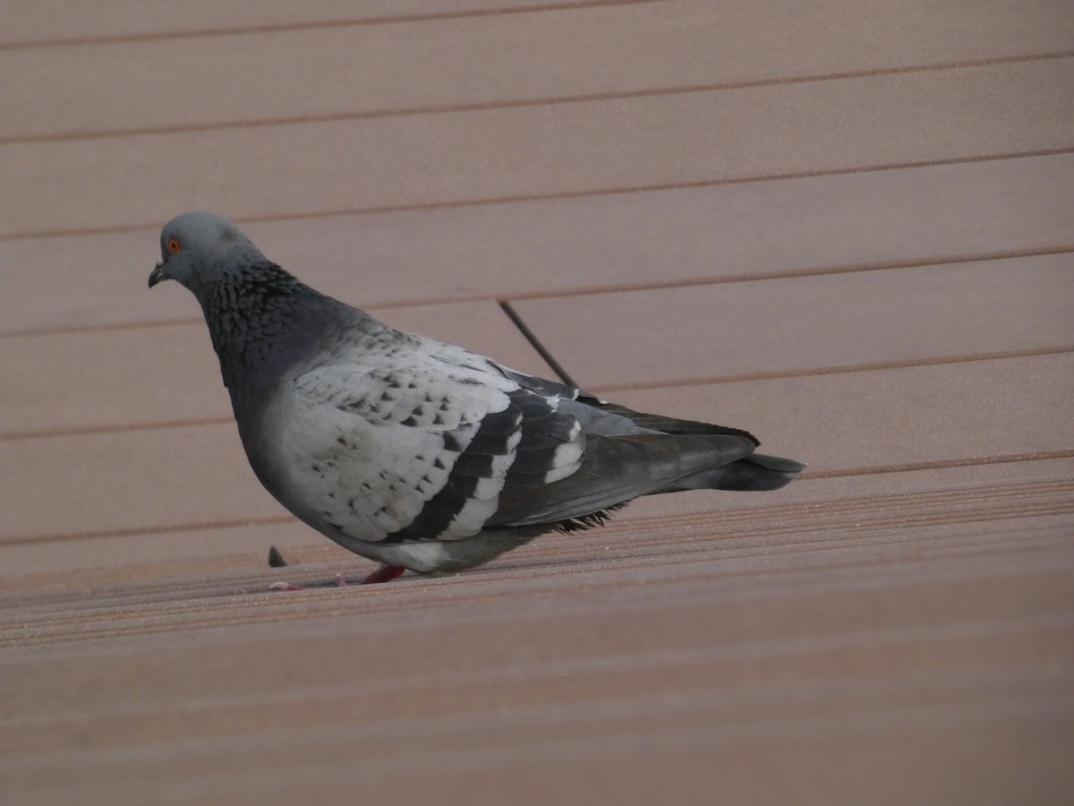 Rock Pigeon (Feral Pigeon) - ML618326995