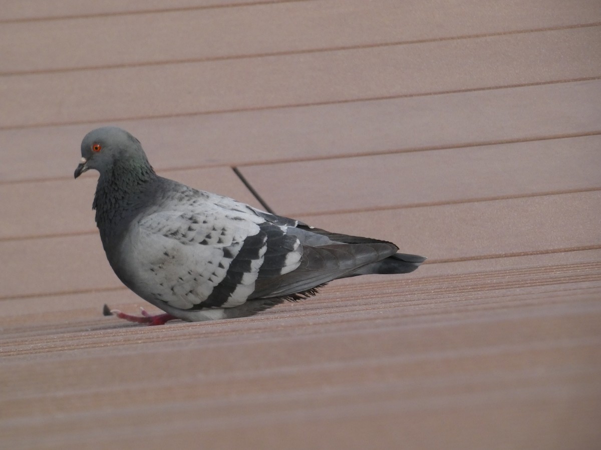 Rock Pigeon (Feral Pigeon) - ML618326996