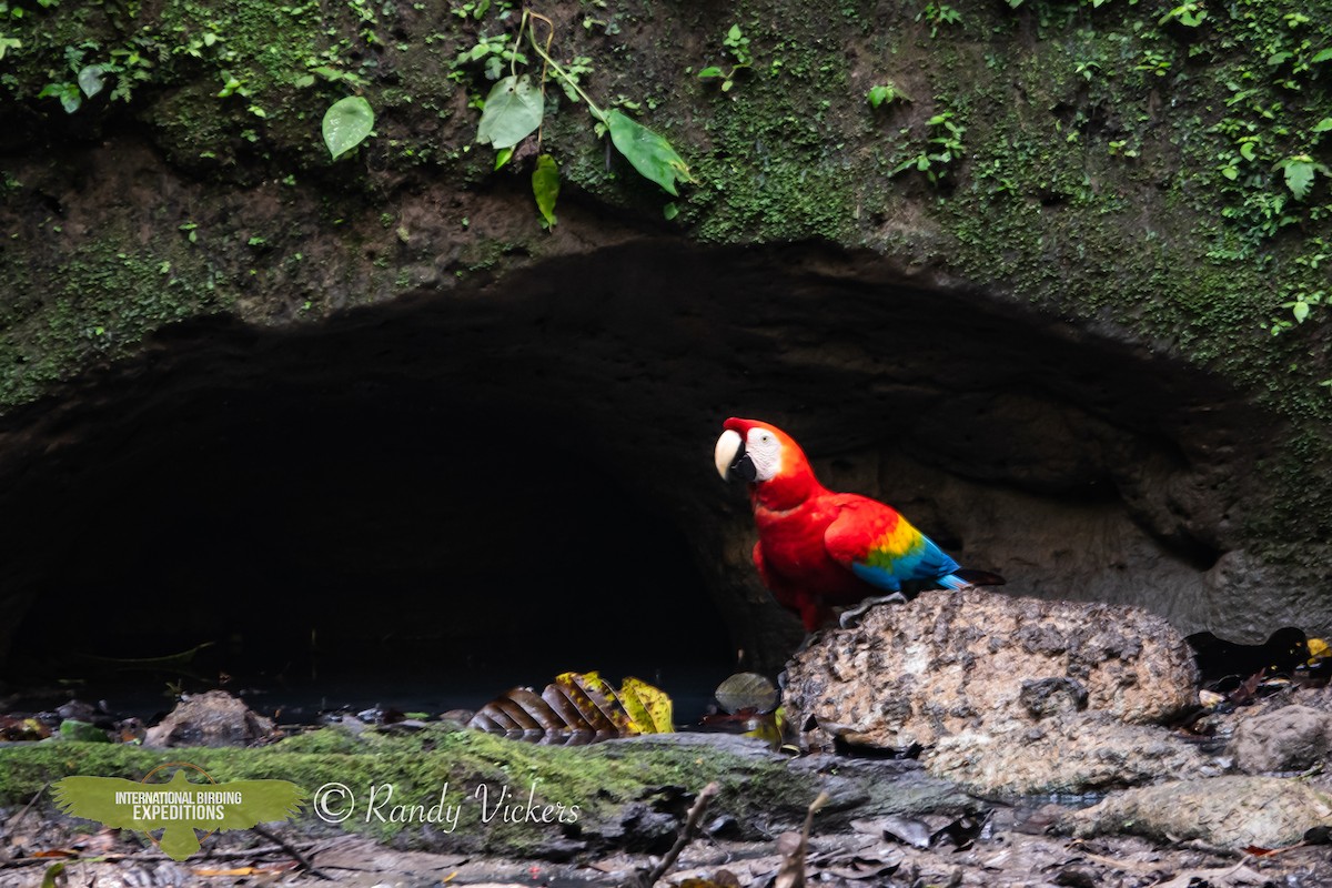 Scarlet Macaw - ML618327008