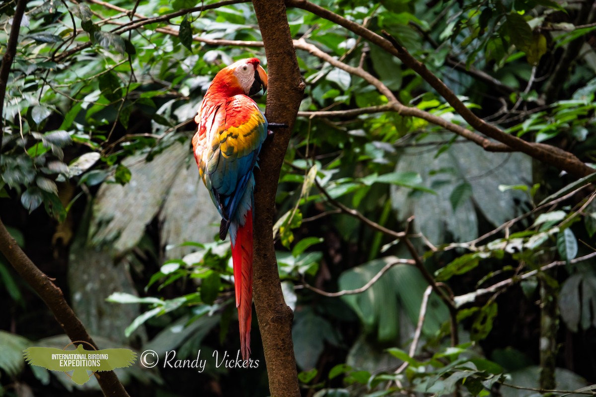 Scarlet Macaw - ML618327009