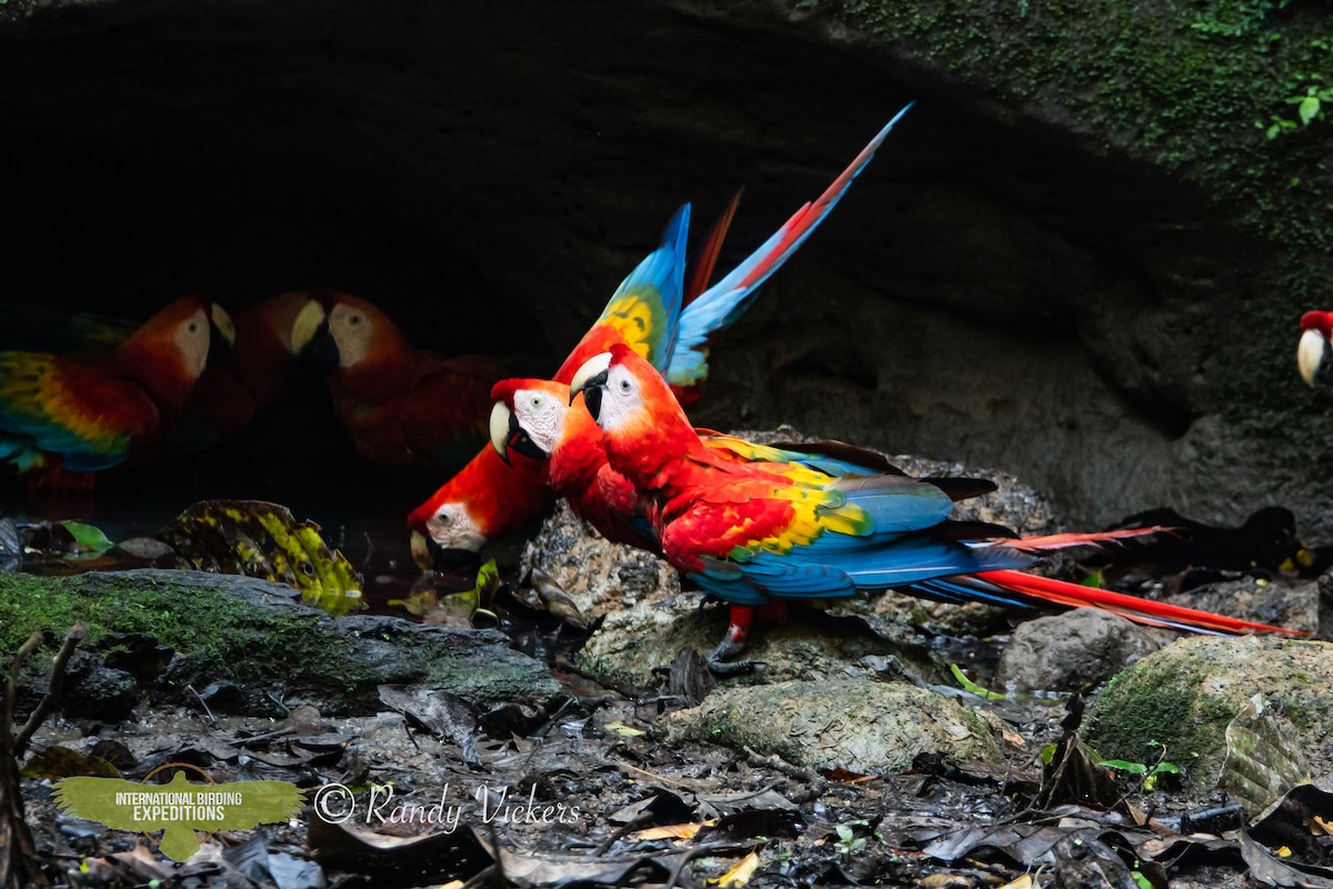 Scarlet Macaw - ML618327010