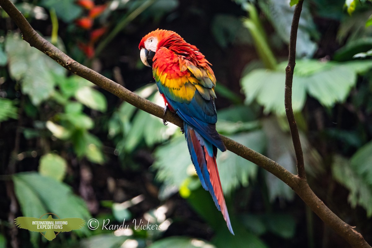 Scarlet Macaw - ML618327011