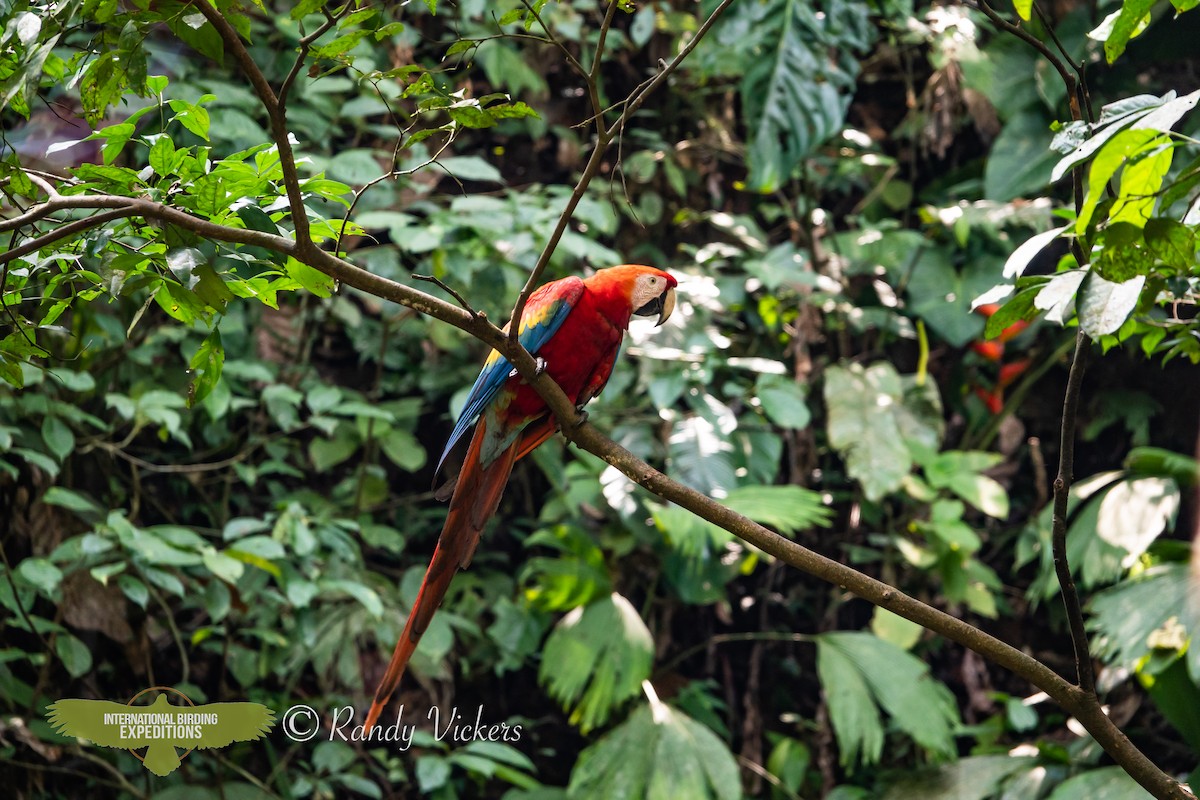 Scarlet Macaw - ML618327013