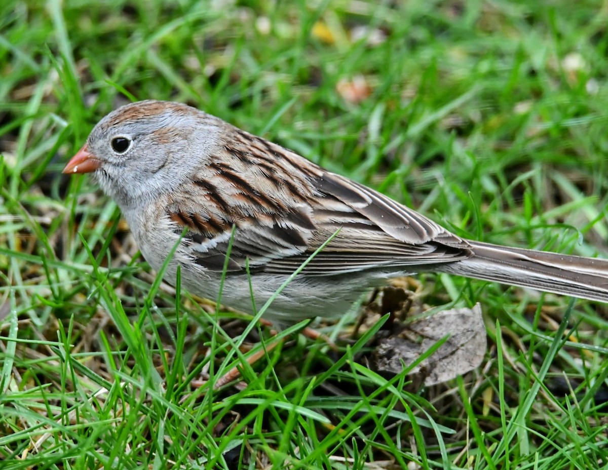Field Sparrow - ML618327046