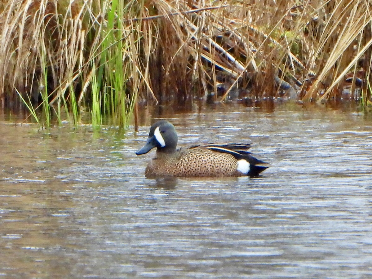 Blue-winged Teal - ML618327058