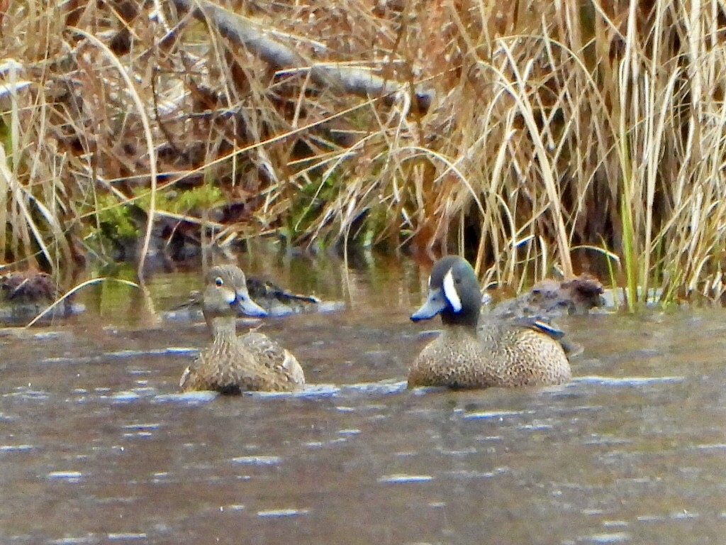 Blue-winged Teal - ML618327059