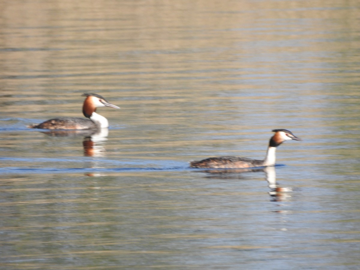 Great Crested Grebe - ML618327070