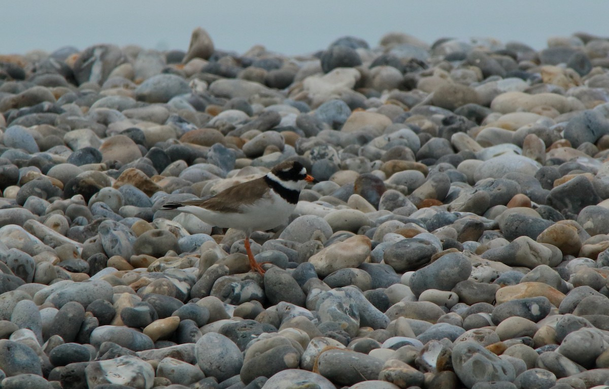 Common Ringed Plover - Yannick FRANCOIS
