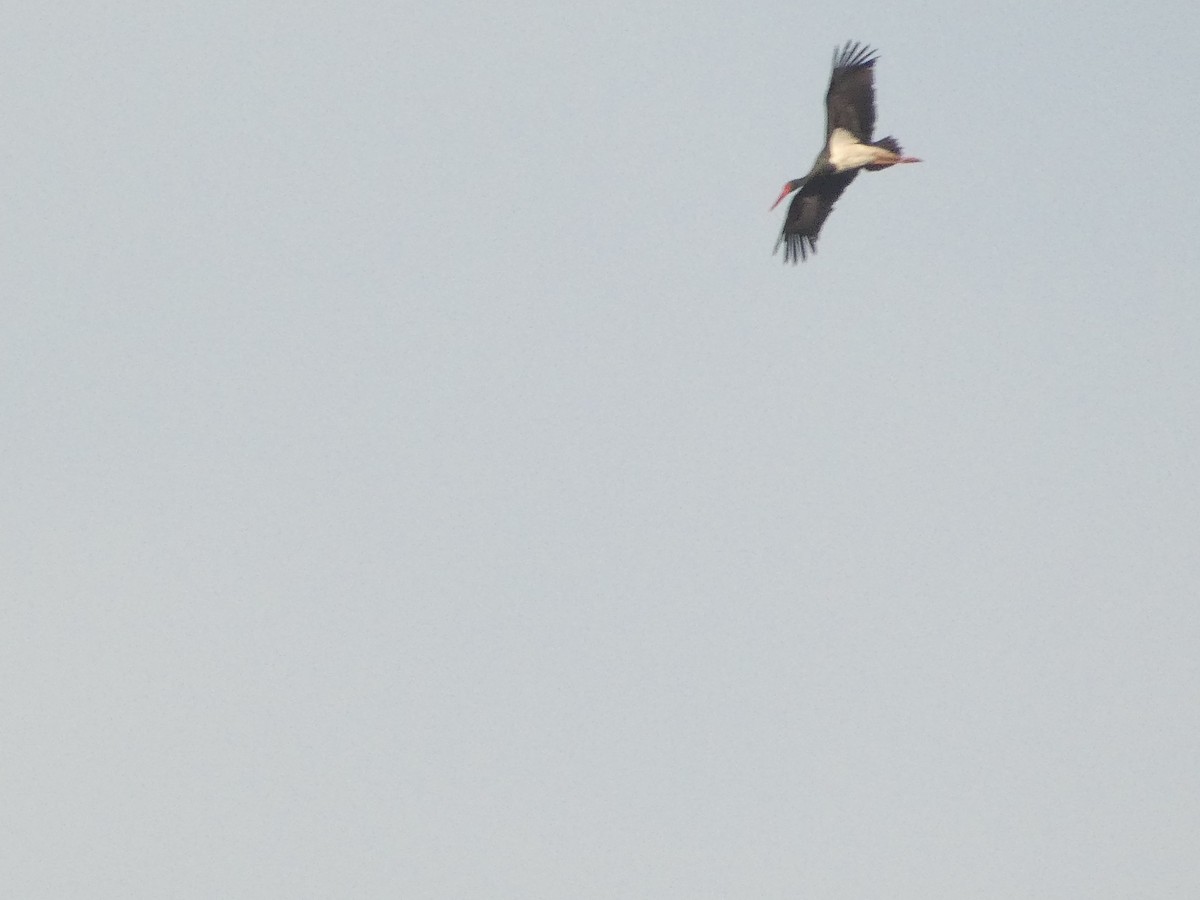Black Stork - ML618327117